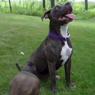 Pits Playgrounds Icy Blue Pit Bull.jpg